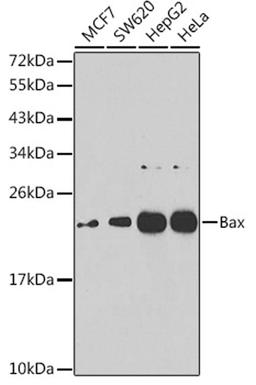 Western blot - Bax antibody (A7626)