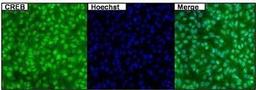 Immunocytochemistry: CREB Antibody (LB9) [NB100-74393] - Analysis of CREB (green) in untreated HeLa cells.  Formalin fixed cells were permeabilized with 0.1% Triton X-100 in TBS for 15 minutes at room temperature.  Cells were then blocked with 5% normal goat serum for 15 minutes at room temperature.  Cells were probed with a mouse monoclonal antibody recognizing CREB  at a dilution of 1:500 for at least 1 hour at room temperature.  Cells were washed with PBS and incubated with DyLight 488 goat-anti-mouse secondary antibody at a dilution of 1:400 for 30 minutes at room temperature.   Nuclei were stained with Hoechst 33342 dye.  Images were taken on a Thermo Scientific ArrayScan at 20X magnification.