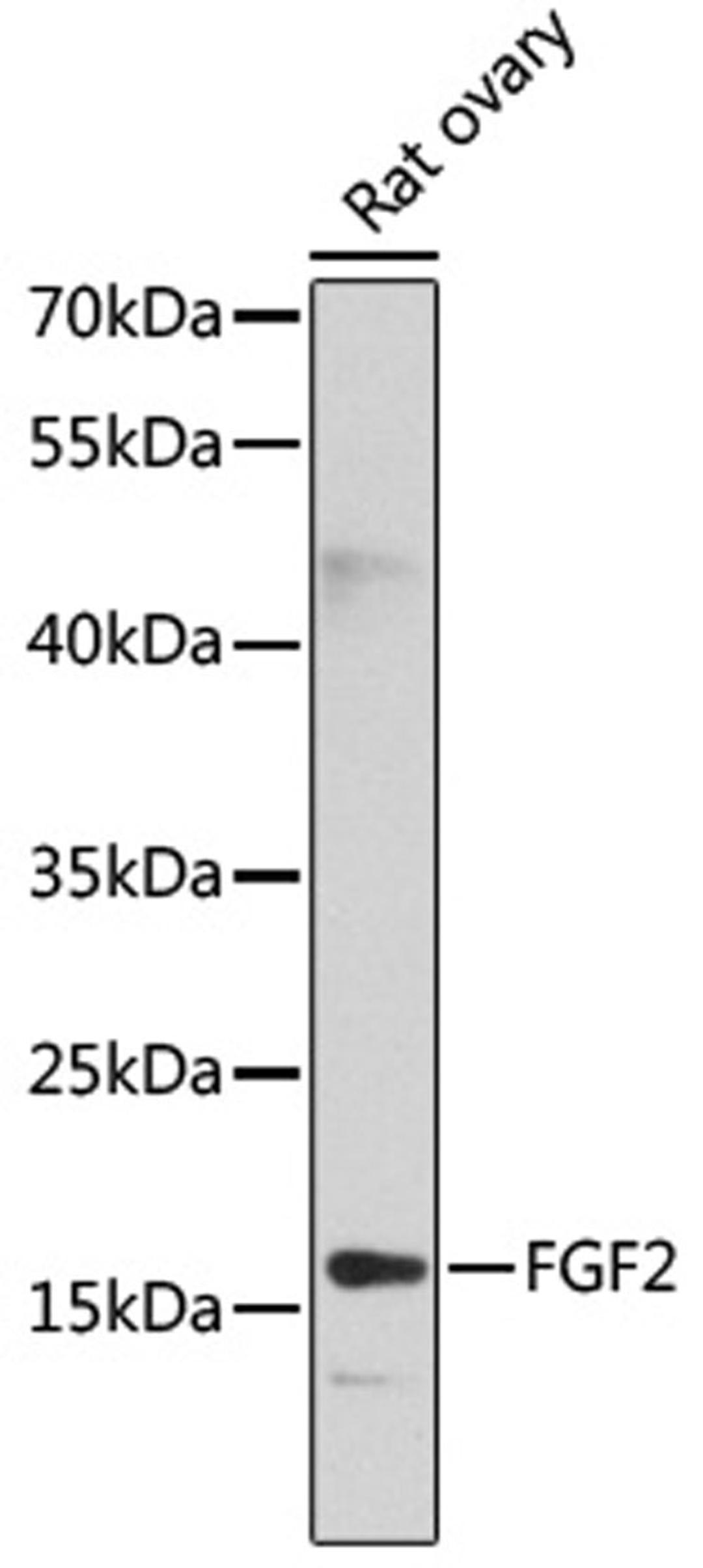 Western blot - FGF2 antibody (A0235)