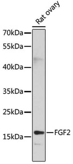 Western blot - FGF2 antibody (A0235)