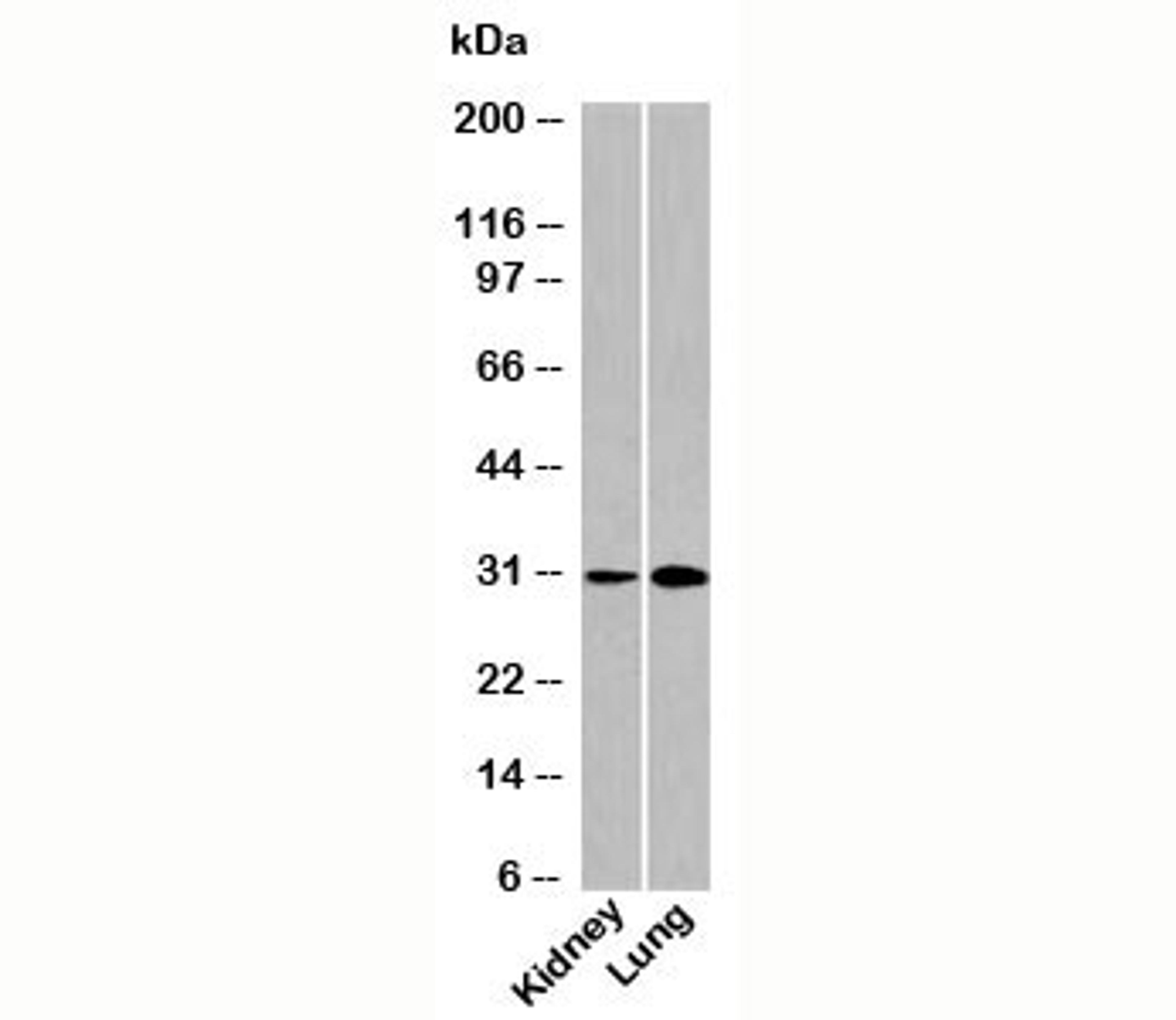 Western blot testing of human samples using DRAM antibody at 4ug/ml.