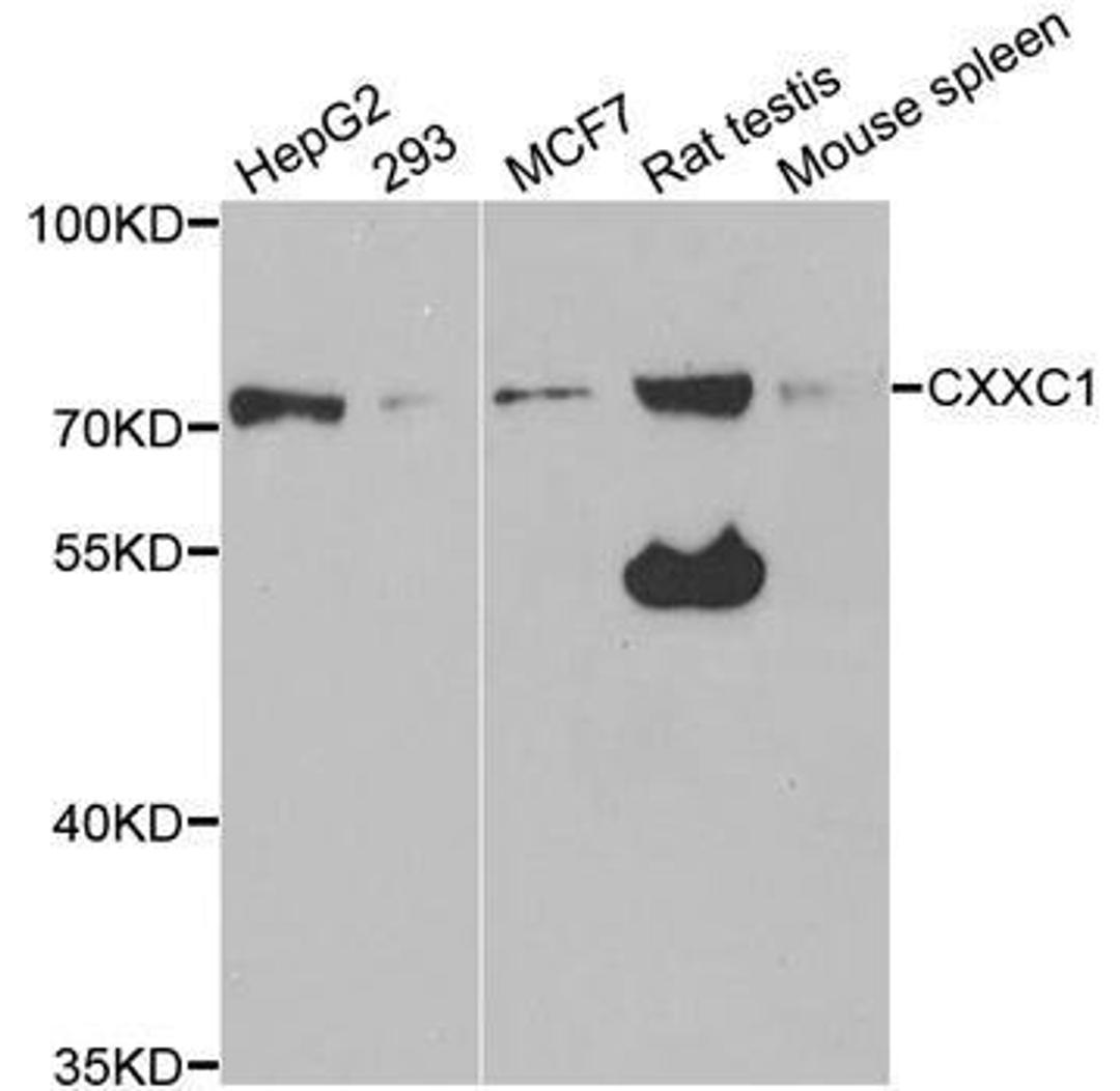 WB analysis of extracts of various cell lines using CXXC1 antibody