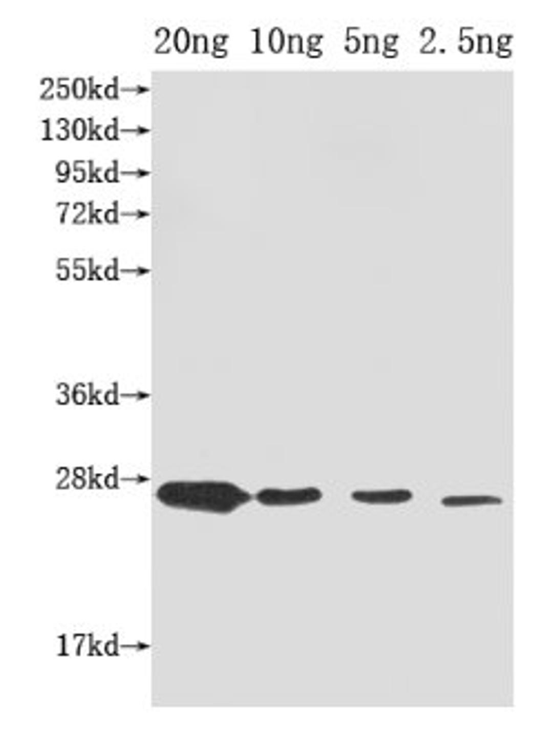 Western Blot. Positive WB detected in Recombinant protein. All lanes: ompX antibody at 1:2000. Secondary. Goat polyclonal to rabbit IgG at 1/50000 dilution. Predicted band size: 27 kDa. Observed band size: 27 kDa. 