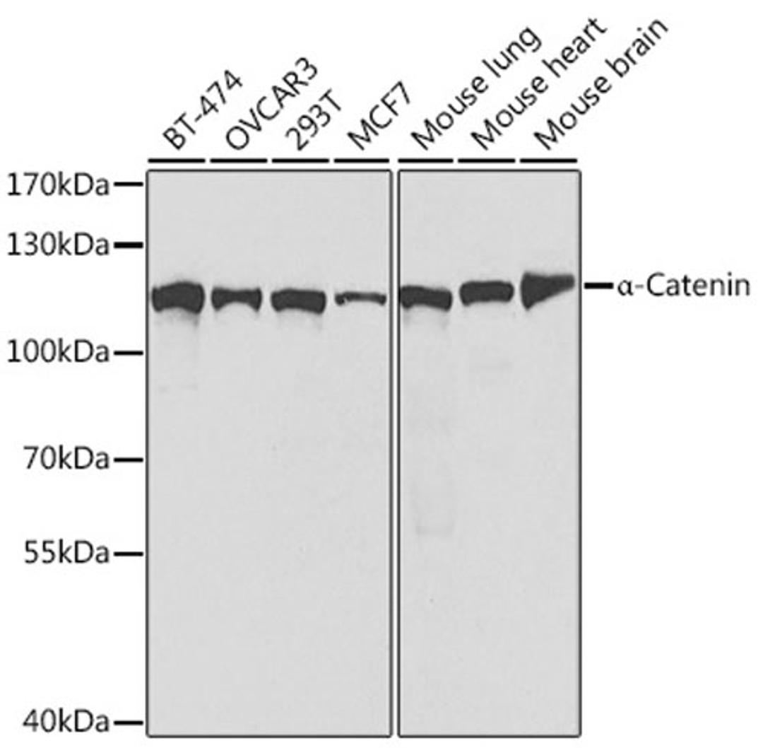 Western blot - a-Catenin antibody (A5635)