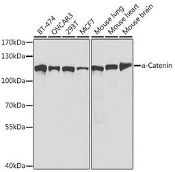 Western blot - a-Catenin antibody (A5635)