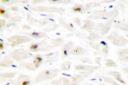 Immunohistochemistry-Paraffin: HOXC6 Antibody [NB100-92309] - Paraffin-embedded human heart tissue.