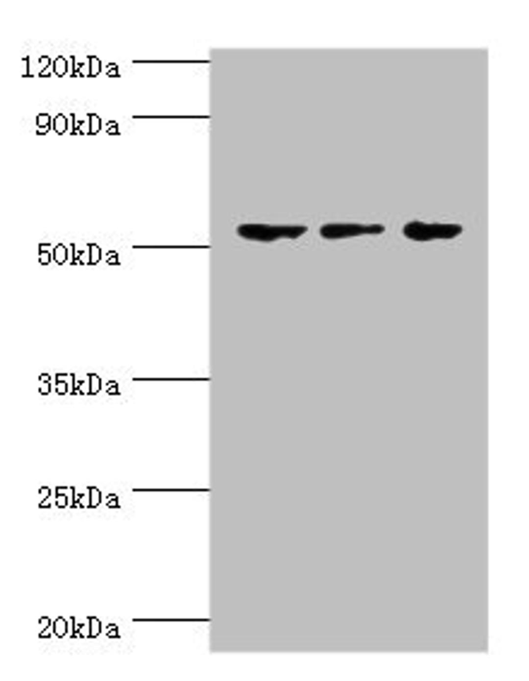 Western blot. All lanes: Endothelial transcription factor GATA-2 antibody at 3ug/ml. Lane 1: Hela whole cell lysate. Lane 2: K562 whole cell lysate. Lane 3: Mouse heart tissue. Secondary. Goat polyclonal to rabbit IgG at 1/10000 dilution. Predicted band size: 51, 50 kDa. Observed band size: 51 kDa.