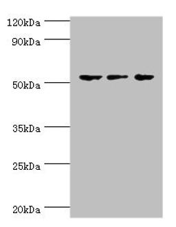 Western blot. All lanes: Endothelial transcription factor GATA-2 antibody at 3ug/ml. Lane 1: Hela whole cell lysate. Lane 2: K562 whole cell lysate. Lane 3: Mouse heart tissue. Secondary. Goat polyclonal to rabbit IgG at 1/10000 dilution. Predicted band size: 51, 50 kDa. Observed band size: 51 kDa.
