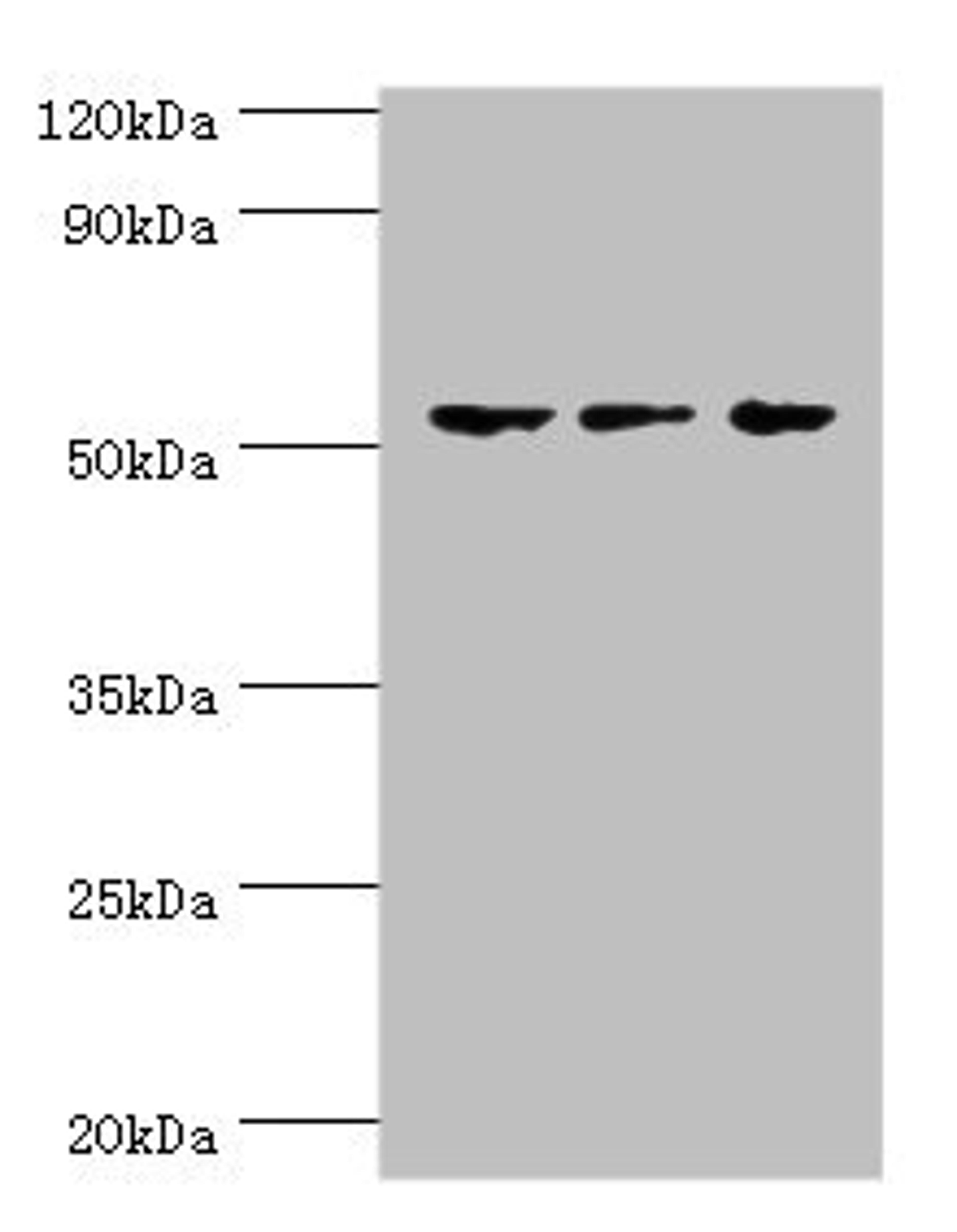 Western blot. All lanes: Endothelial transcription factor GATA-2 antibody at 3ug/ml. Lane 1: Hela whole cell lysate. Lane 2: K562 whole cell lysate. Lane 3: Mouse heart tissue. Secondary. Goat polyclonal to rabbit IgG at 1/10000 dilution. Predicted band size: 51, 50 kDa. Observed band size: 51 kDa.