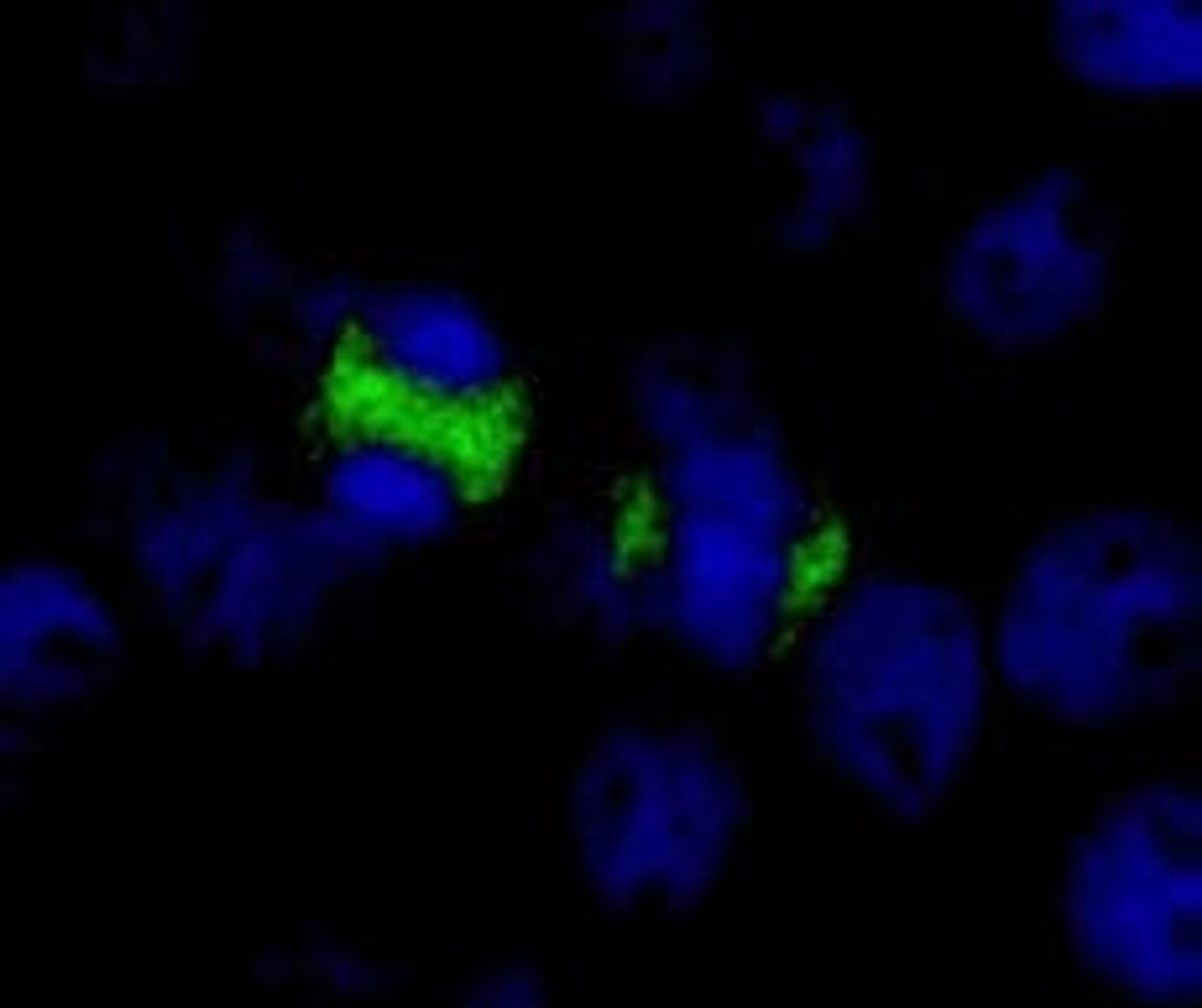 Detection of human CENP-F by immunocytochemistry.