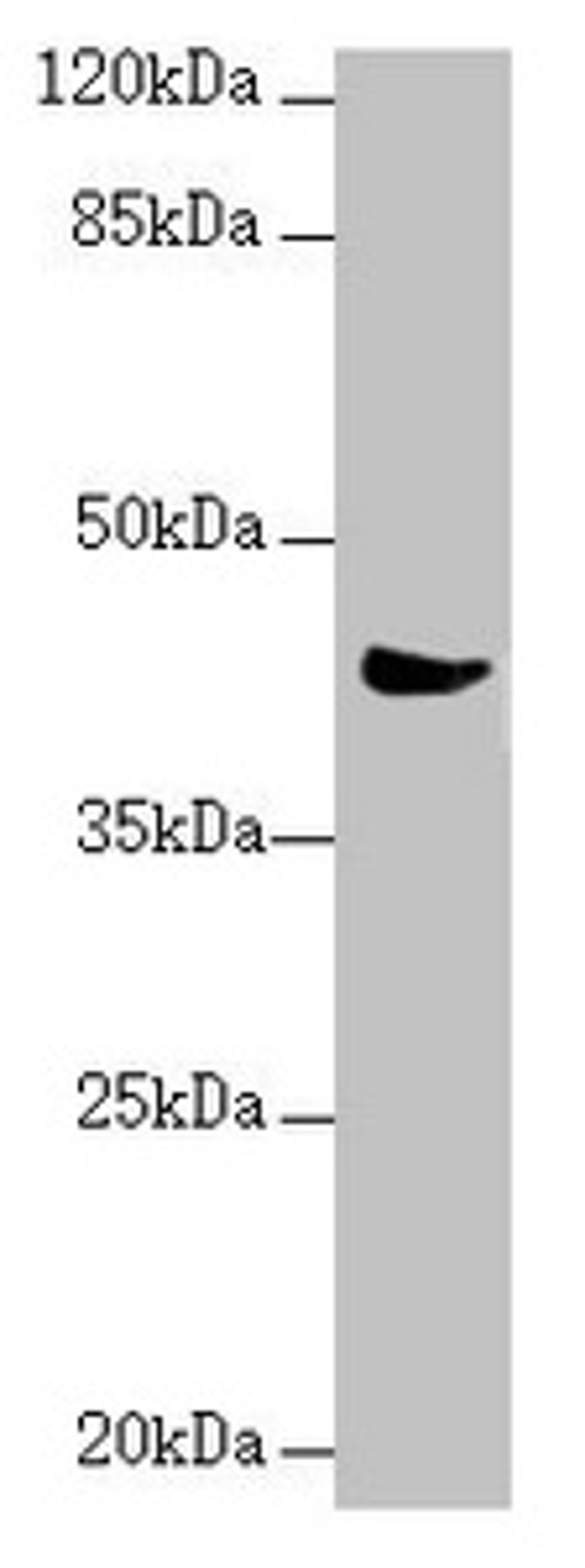Western blot. All lanes: MRPS22 antibody at 2.36 ug/ml + Mouse liver tissue. Secondary. Goat polyclonal to rabbit IgG at 1/10000 dilution. Predicted band size: 42, 19 kDa. Observed band size: 42 kDa. 