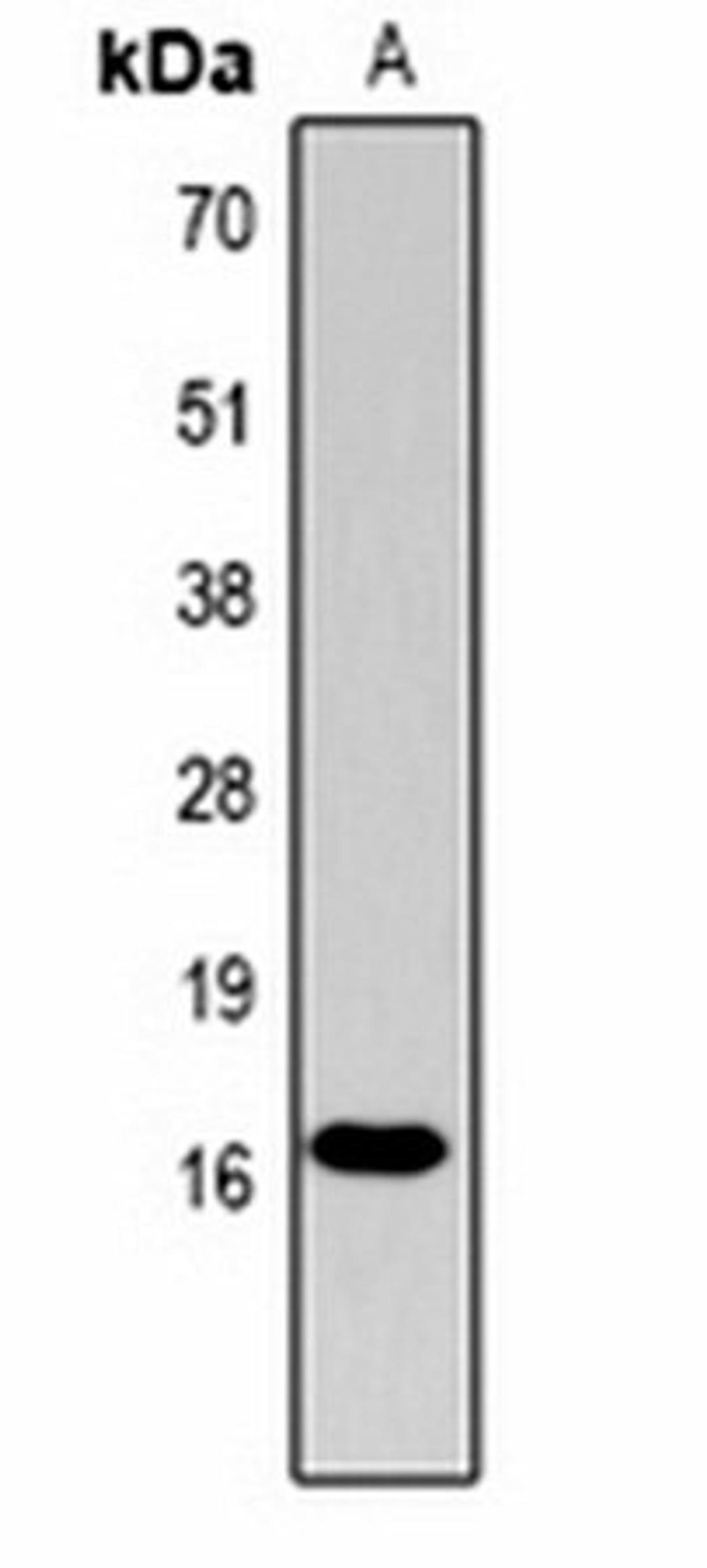 Western blot analysis of  Hela (Lane1) whole cell lysates using Histone H3 (Phospho-T11) antibody