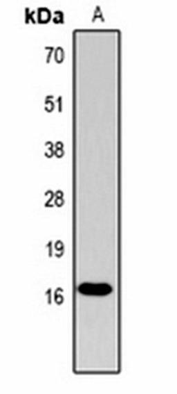 Western blot analysis of  Hela (Lane1) whole cell lysates using Histone H3 (Phospho-T11) antibody