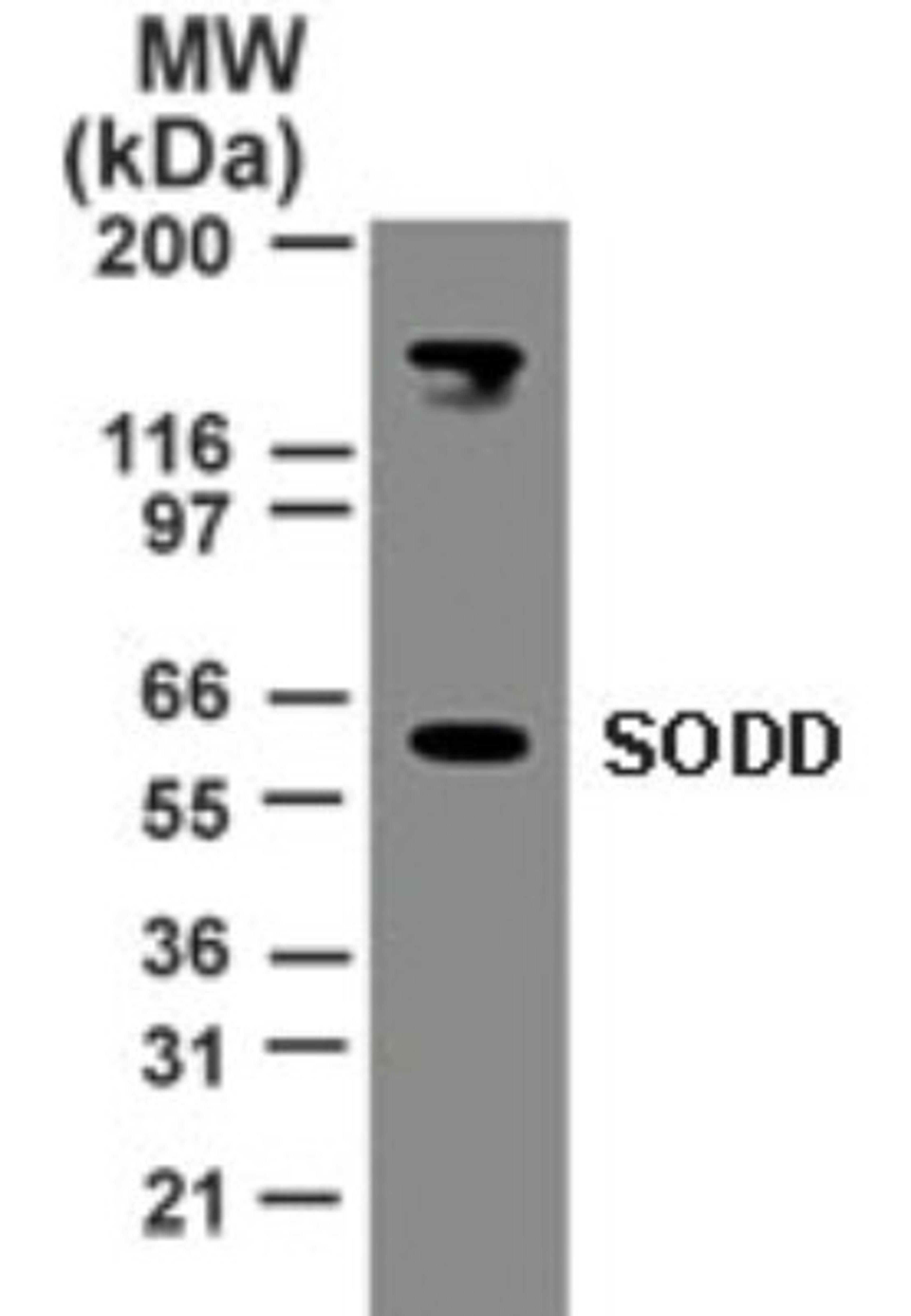 Western Blot: BAG4 Antibody [NB100-56696] - Analysis of 30 ug of total cell lysate from HeLa cells with anti-SODD at 2 ug/ml.