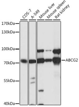 Western blot - ABCG2 antibody (A5661)