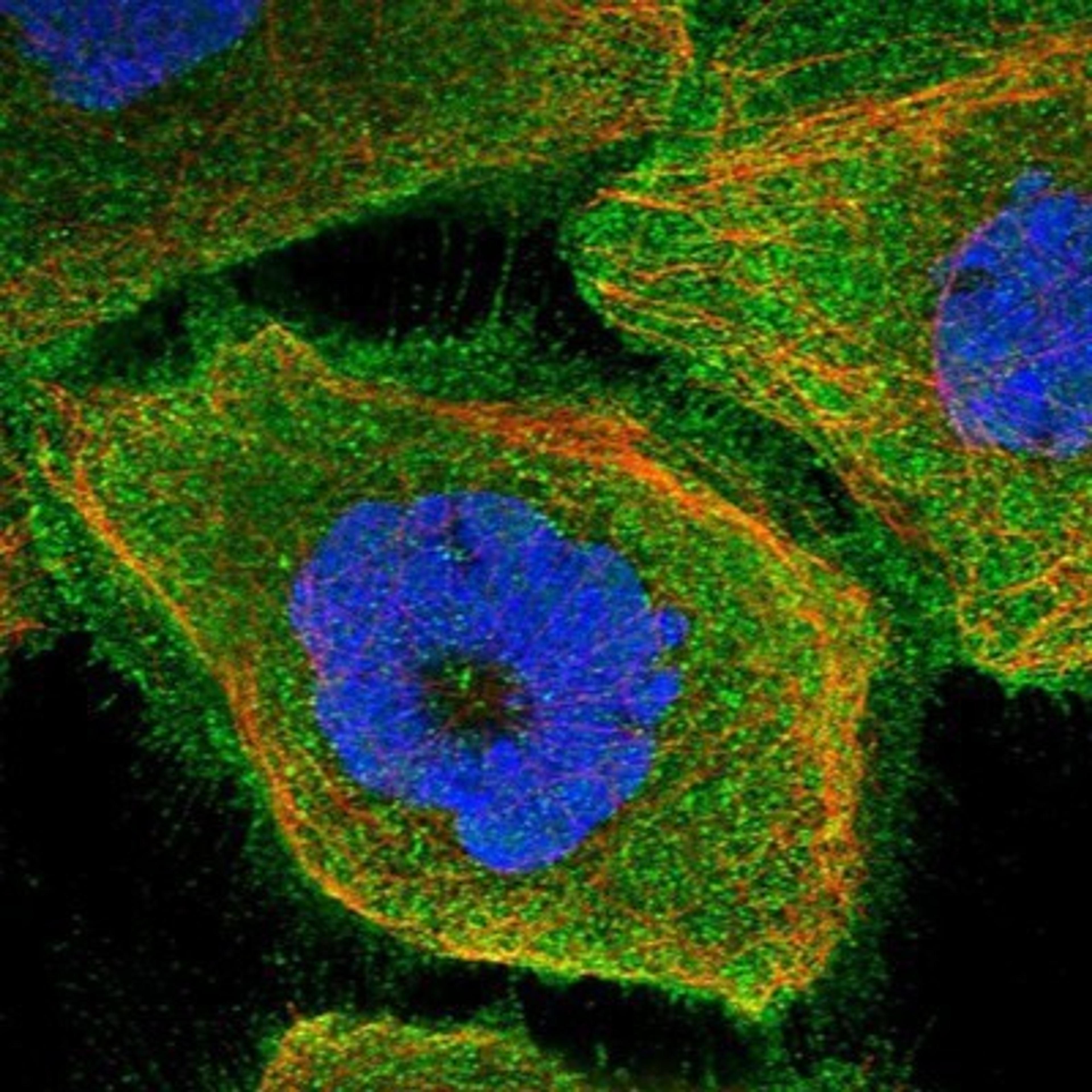 Immunocytochemistry/Immunofluorescence: ANO2 Antibody [NBP1-90739] - Staining of human cell line A-431 shows positivity in nucleus but not nucleoli & plasma membrane.