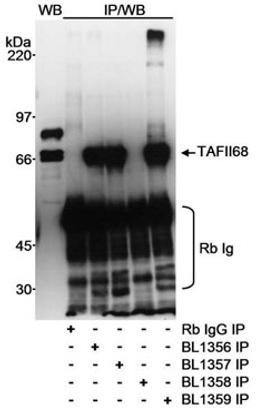 Detection of human TAFII68 by western blot and immunoprecipitation.