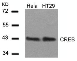 Western blot analysis of lysed extracts from HeLa and HT29 cells using CREB (Ab-129).