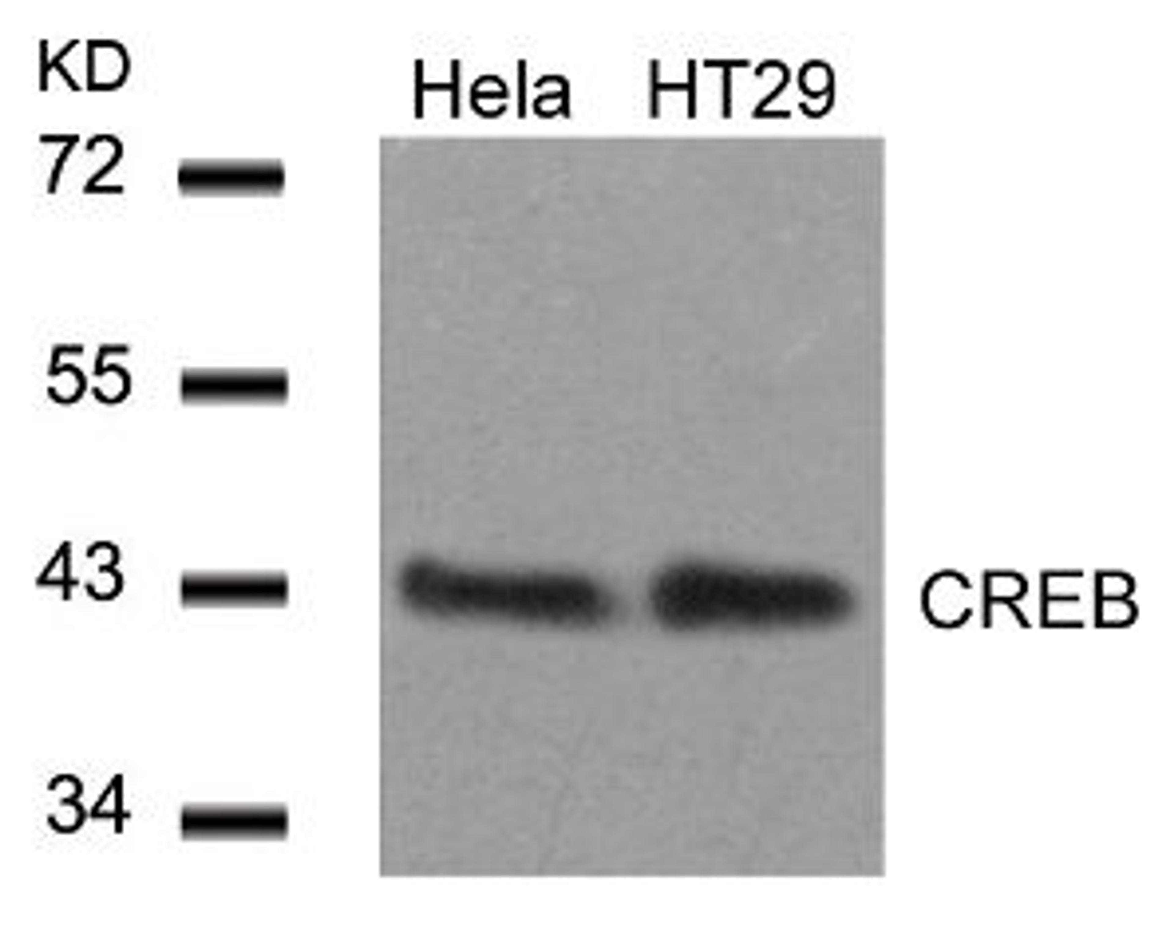 Western blot analysis of lysed extracts from HeLa and HT29 cells using CREB (Ab-129).