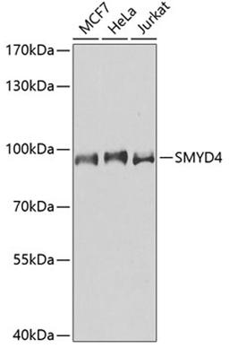 Western blot - SMYD4 antibody (A2337)