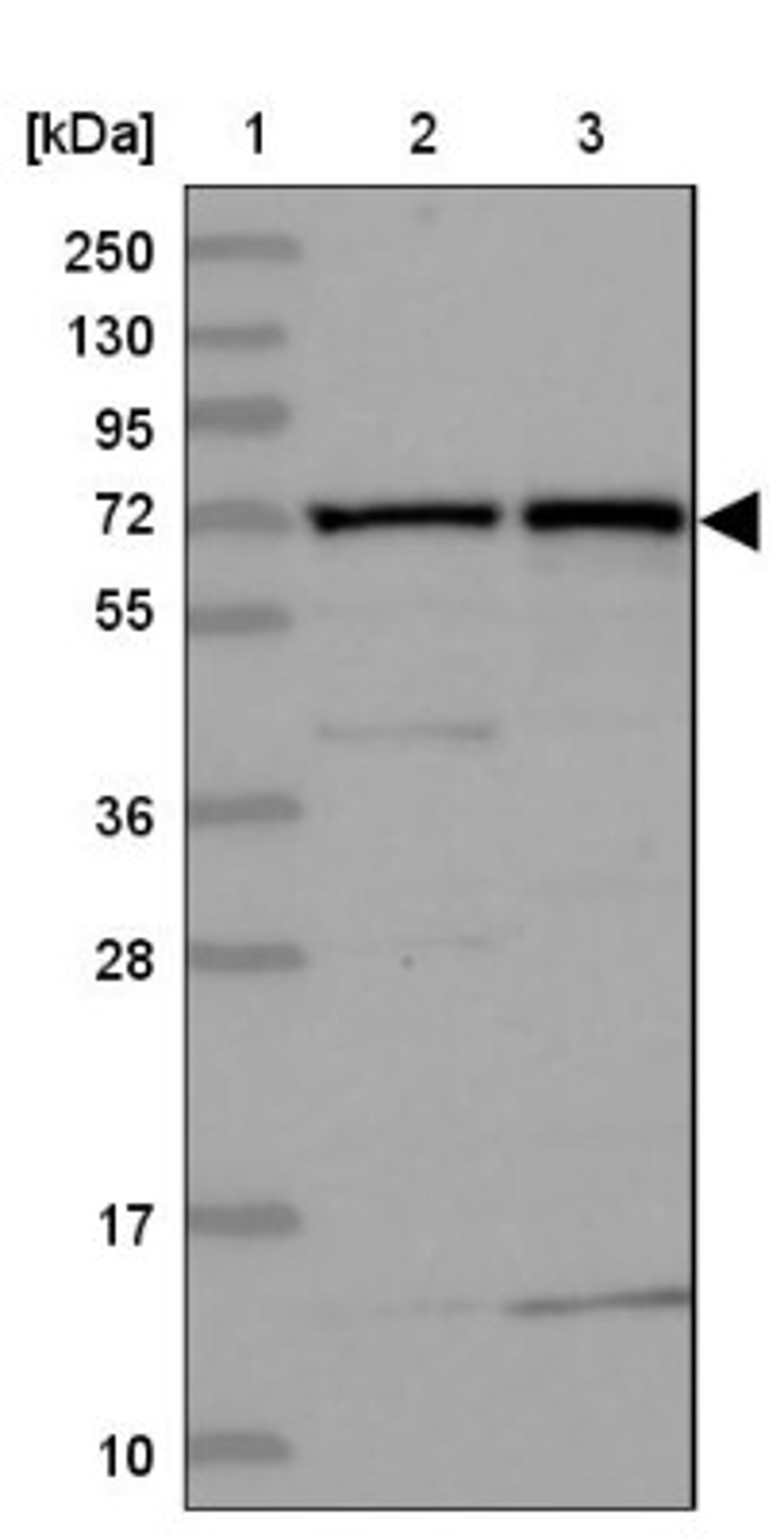 Western Blot: KLC2 Antibody [NBP1-83723] - Lane 1: Marker [kDa] 250, 130, 95, 72, 55, 36, 28, 17, 10<br/>Lane 2: Human cell line RT-4<br/>Lane 3: Human cell line U-251MG sp