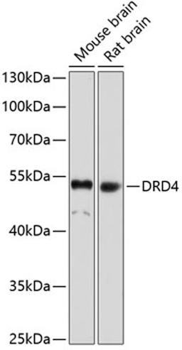 Western blot - DRD4 antibody (A1337)