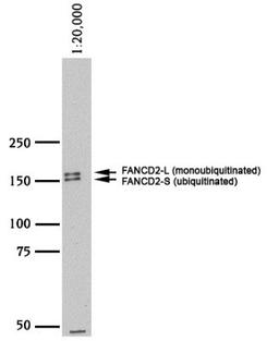 Western Blot: FANCD2 Antibody [NB100-182] - Analysis using the HRP conjugate of NB100-182. FANCD2 in HeLa WCE using NB 100-182 (lot C).