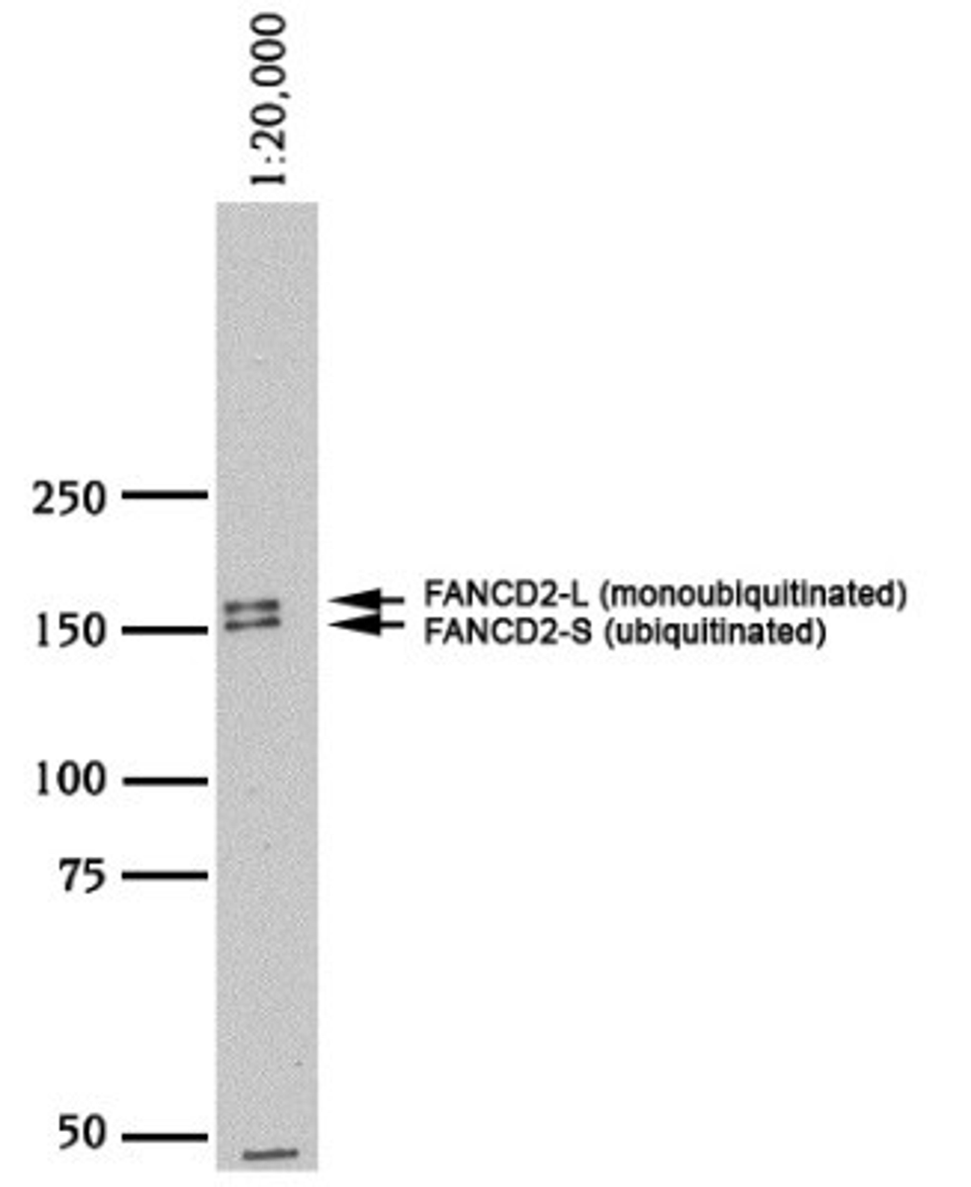 Western Blot: FANCD2 Antibody [NB100-182] - Analysis using the HRP conjugate of NB100-182. FANCD2 in HeLa WCE using NB 100-182 (lot C).