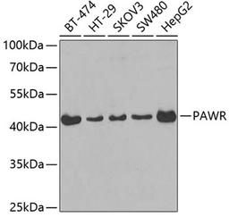 Western blot - PAWR antibody (A3063)