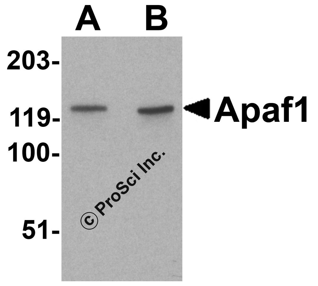 Western blot analysis of Apaf1 in K562 cell lysate with Apaf1 antibody at (A) 1 and (B) 2 μg/ml.
