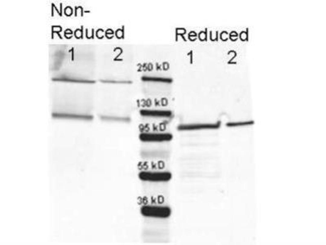 Western Blot: beta Galactosidase Antibody [NB600-305] - Analysis using the FITC conjugate of NB600-305. Detection of Lane 1 shows 80 ug and lane 2 shows 20 ug loaded onto gel. Results for non-reducing conditions of SDS-PAGE prior to transfer to nitrocellulose are shown on the left side of the figure; results obtainined under reducing conditions are shown on the right. Blots were blocked overnight at 4C with blocking buffer for Fluorescent Western blotting conjugated Gt-a-anti-Rabbit IgG was used for detection. Molecular weight estimation was made by comparison to a prestained MW marker (center).in lane M.