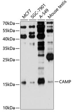 Western blot - CAMP Antibody (A1640)