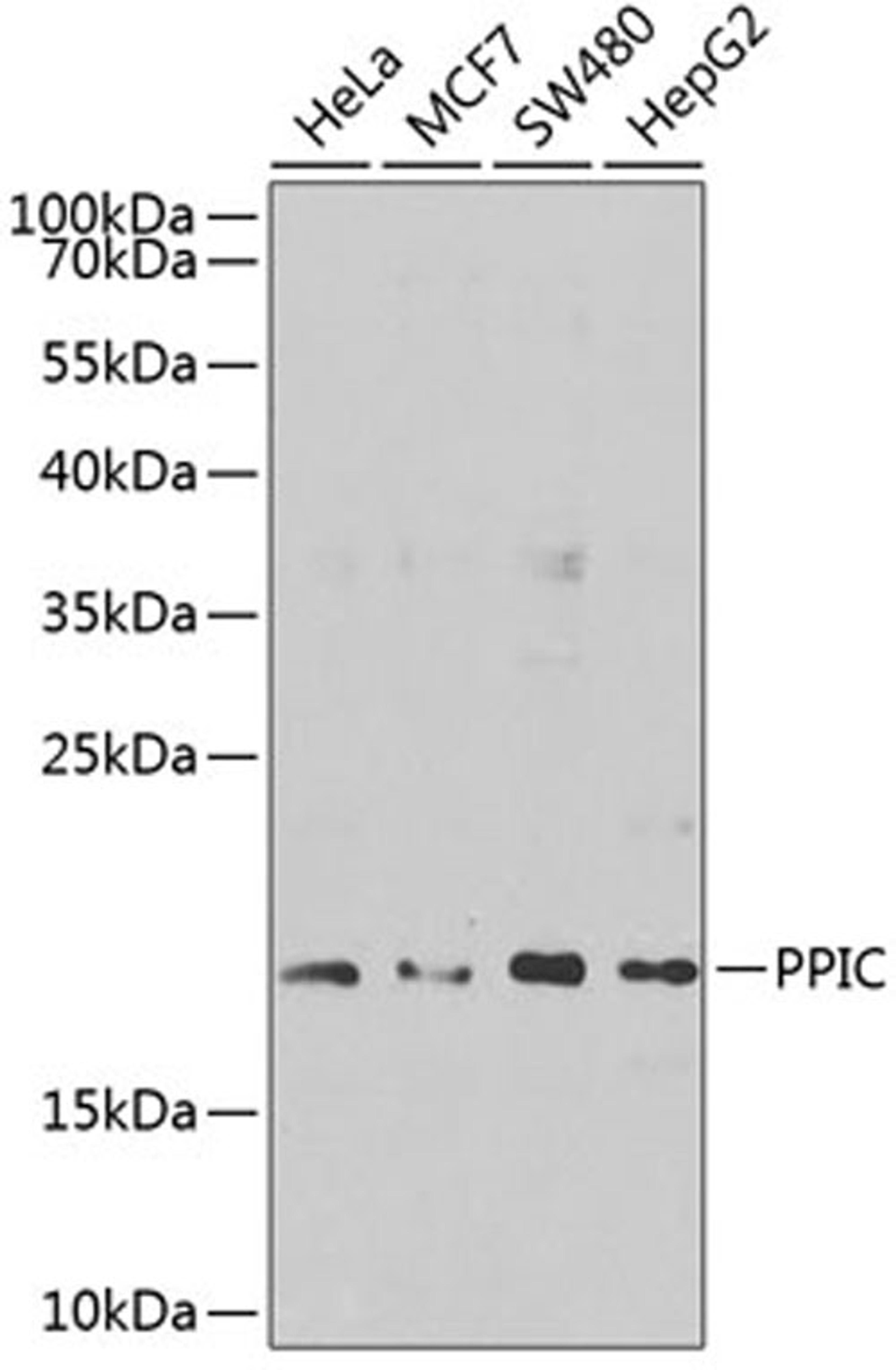 Western blot - PPIC antibody (A9837)