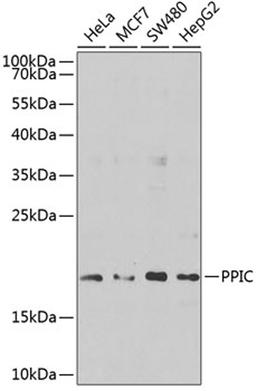 Western blot - PPIC antibody (A9837)