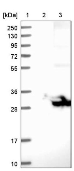 Western Blot: Myelin PLP Antibody [NBP1-87781] - Lane 1: Marker [kDa] 250, 130, 95, 72, 55, 36, 28, 17, 10<br/>Lane 2: Negative control (vector only transfected HEK293T lysate)<br/>Lane 3: Over-expression lysate (Co-expressed with a C-terminal myc-DDK tag (~3.1 kDa) in mammalian HEK293T cells, LY400181)