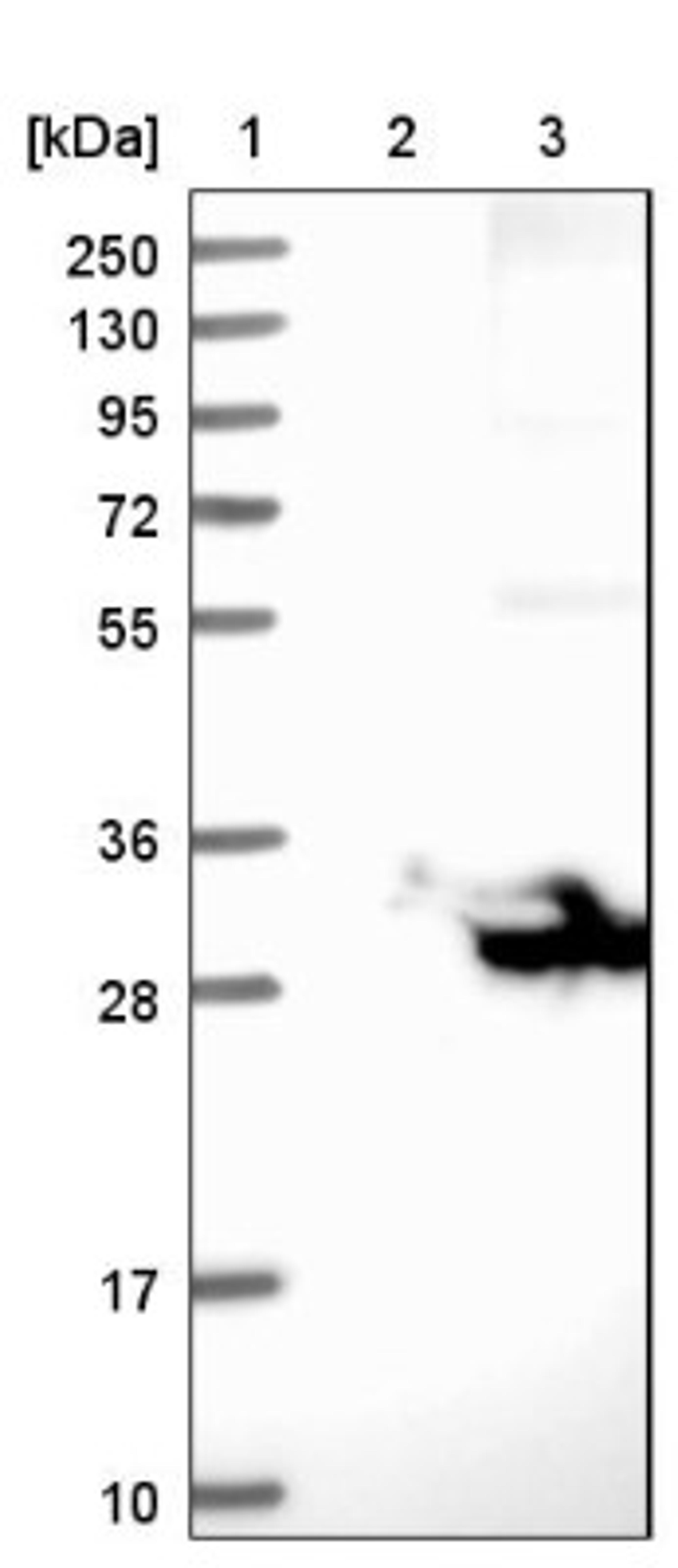 Western Blot: Myelin PLP Antibody [NBP1-87781] - Lane 1: Marker [kDa] 250, 130, 95, 72, 55, 36, 28, 17, 10<br/>Lane 2: Negative control (vector only transfected HEK293T lysate)<br/>Lane 3: Over-expression lysate (Co-expressed with a C-terminal myc-DDK tag (~3.1 kDa) in mammalian HEK293T cells, LY400181)