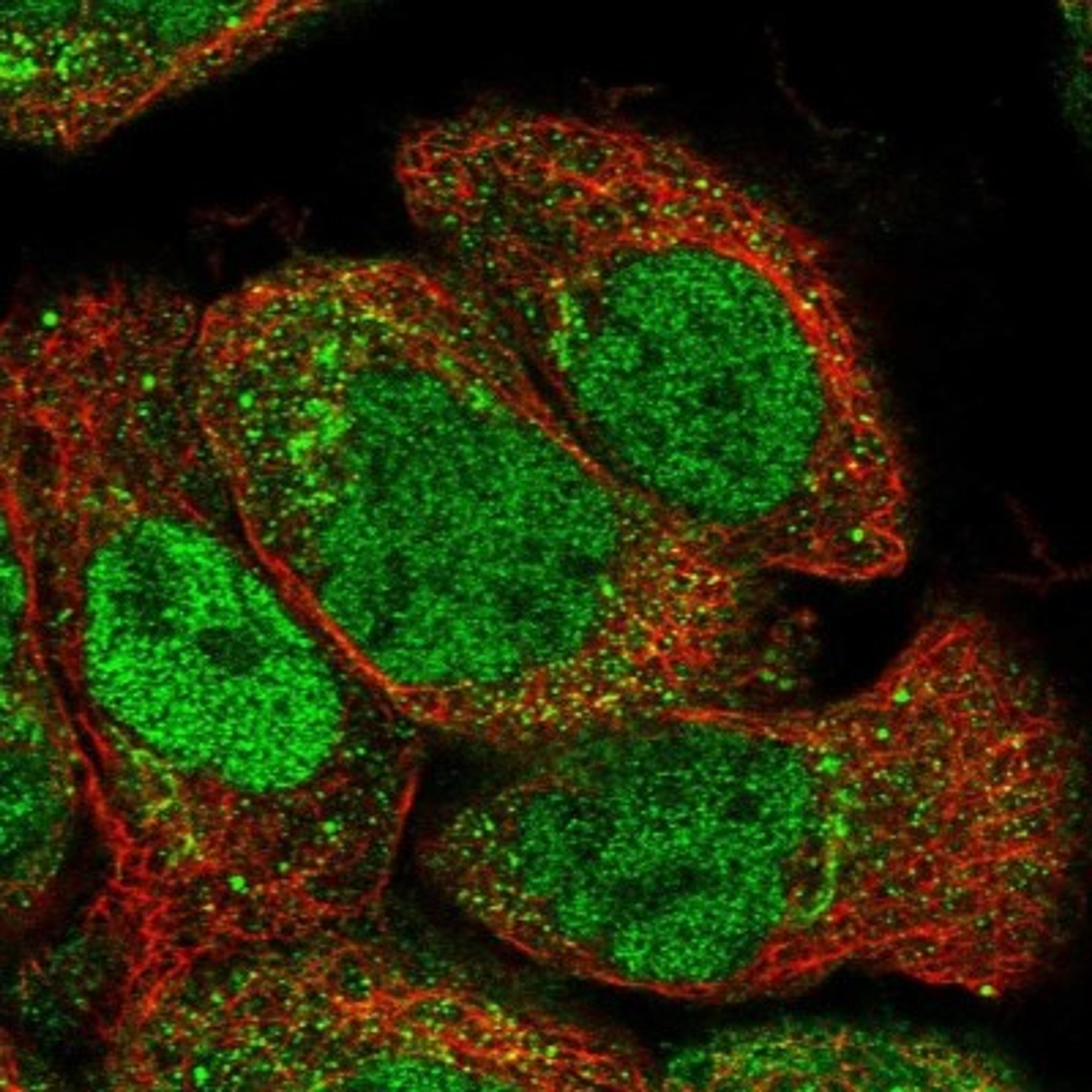 Immunocytochemistry/Immunofluorescence: SH3BP5L Antibody [NBP1-81381] - Staining of human cell line A-431 shows positivity in nucleus but not nucleoli, golgi apparatus & vesicles.