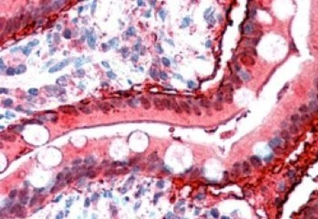 Immunohistochemistry-Paraffin: intestinal FABP Antibody [NB100-59746] - (2.5ug/ml) Staining of Human Small Intestine. Steamed antigen retrieval with citrate buffer pH 6, AP-staining.