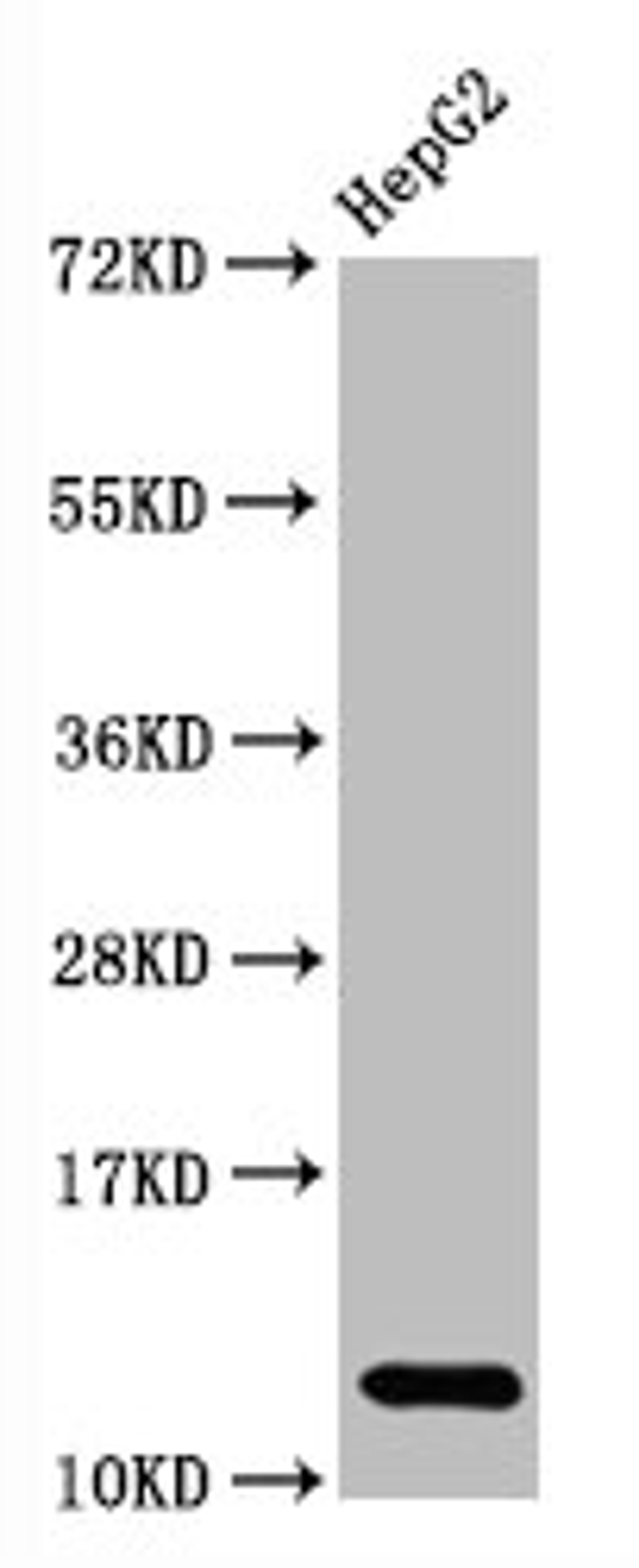 Western Blot. Positive WB detected in HepG2 whole cell lysate. All lanes Histone H2A type 1-B/E antibody at 2.7μg/ml. Secondary. Goat polyclonal to rabbit IgG at 1/50000 dilution. Predicted band size: 13 KDa. Observed band size: 13 KDa.
