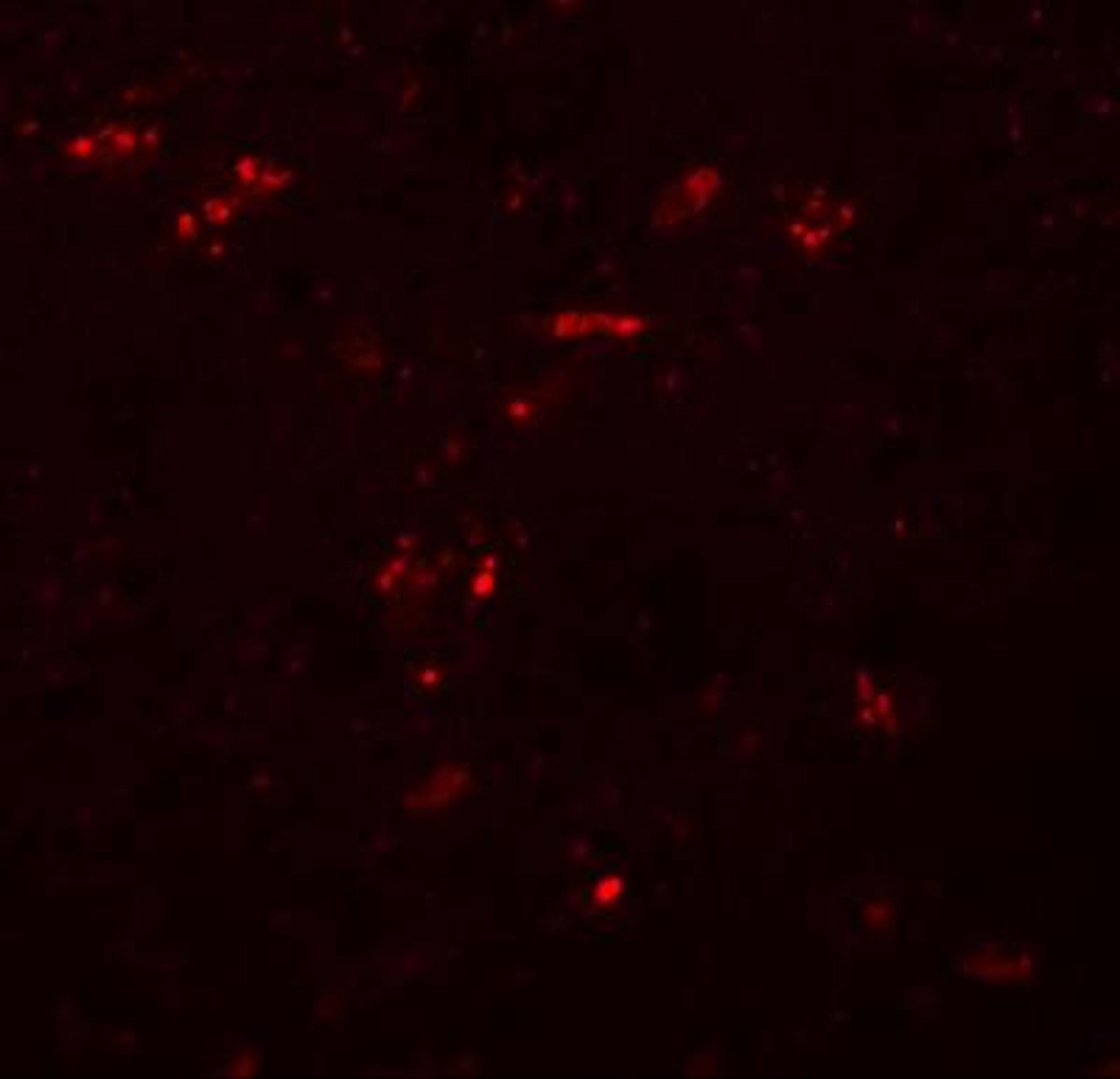 Immunocytochemistry/Immunofluorescence: ZNF536 Antibody [NBP1-77092] - Immunofluorescence of ZNF536 in human brain tissue with ZNF536 antibody at 20 ug/mL.