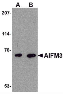 Western blot analysis of AIFM3 in human brain tissue lysate with AIFM3 antibody at (A) 1 and (B) 2 μg/mL.