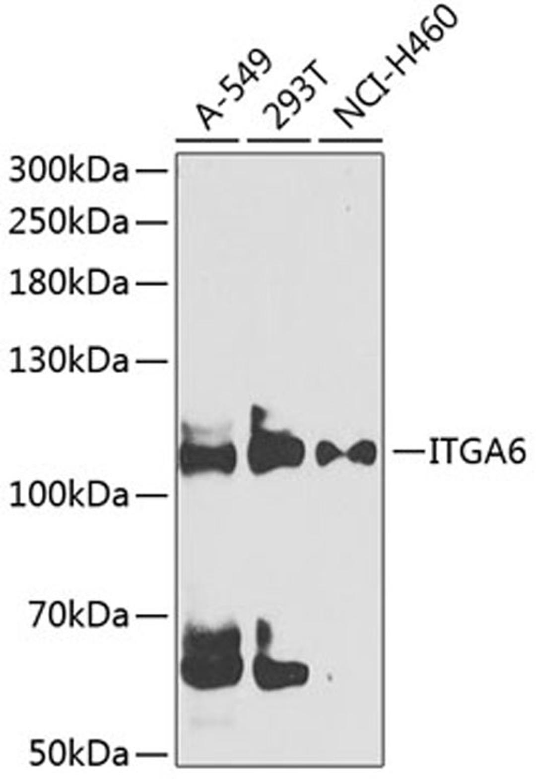 Western blot - ITGA6 antibody (A3236)