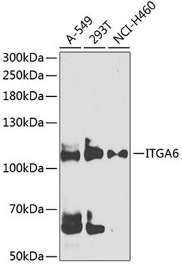 Western blot - ITGA6 antibody (A3236)