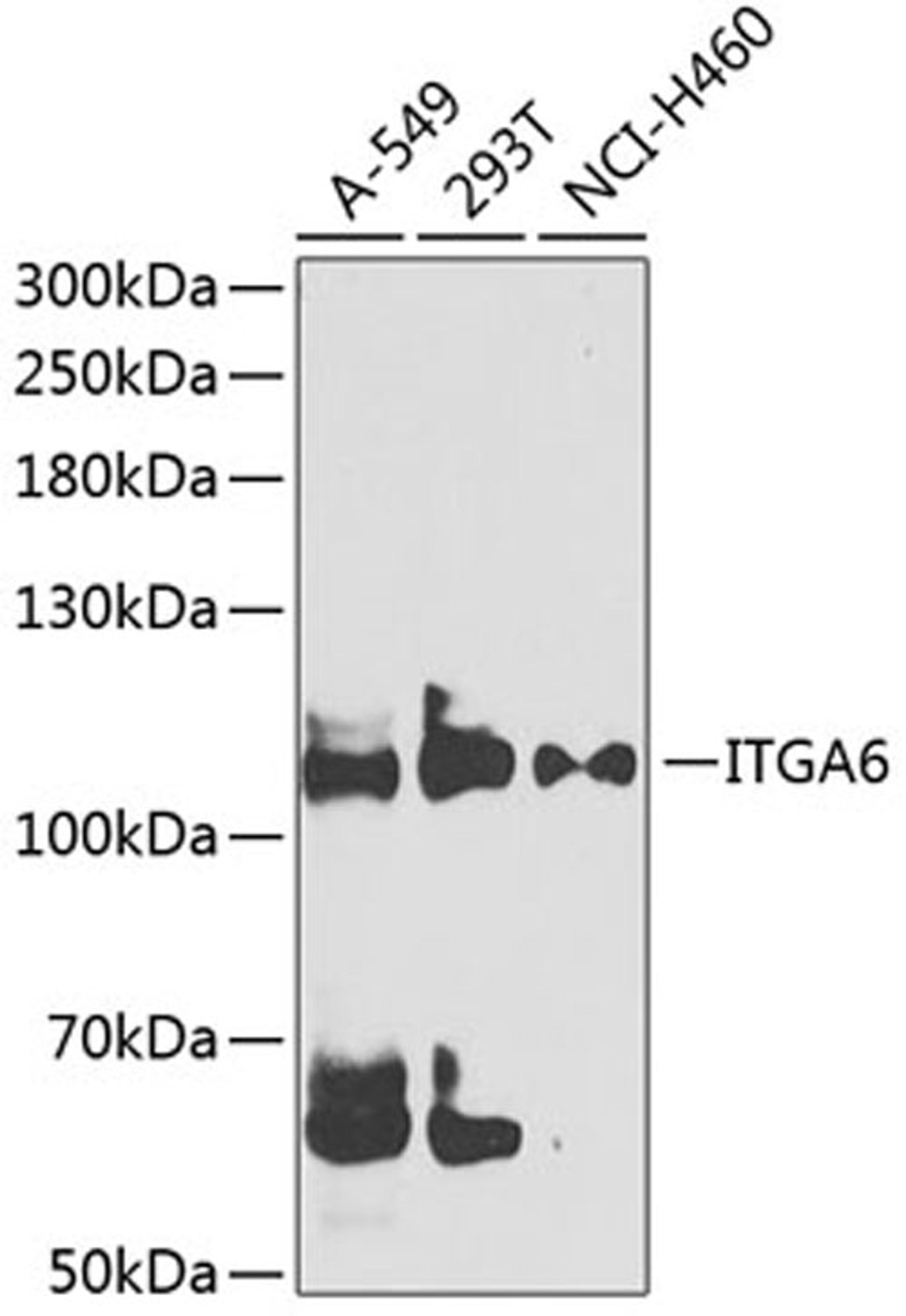 Western blot - ITGA6 antibody (A3236)