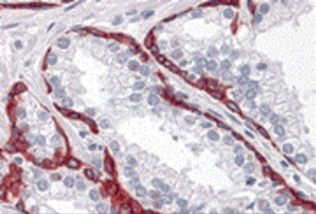 Immunohistochemistry of BMP15 in human prostate tissue with BMP15 antibody at 10 μg/mL