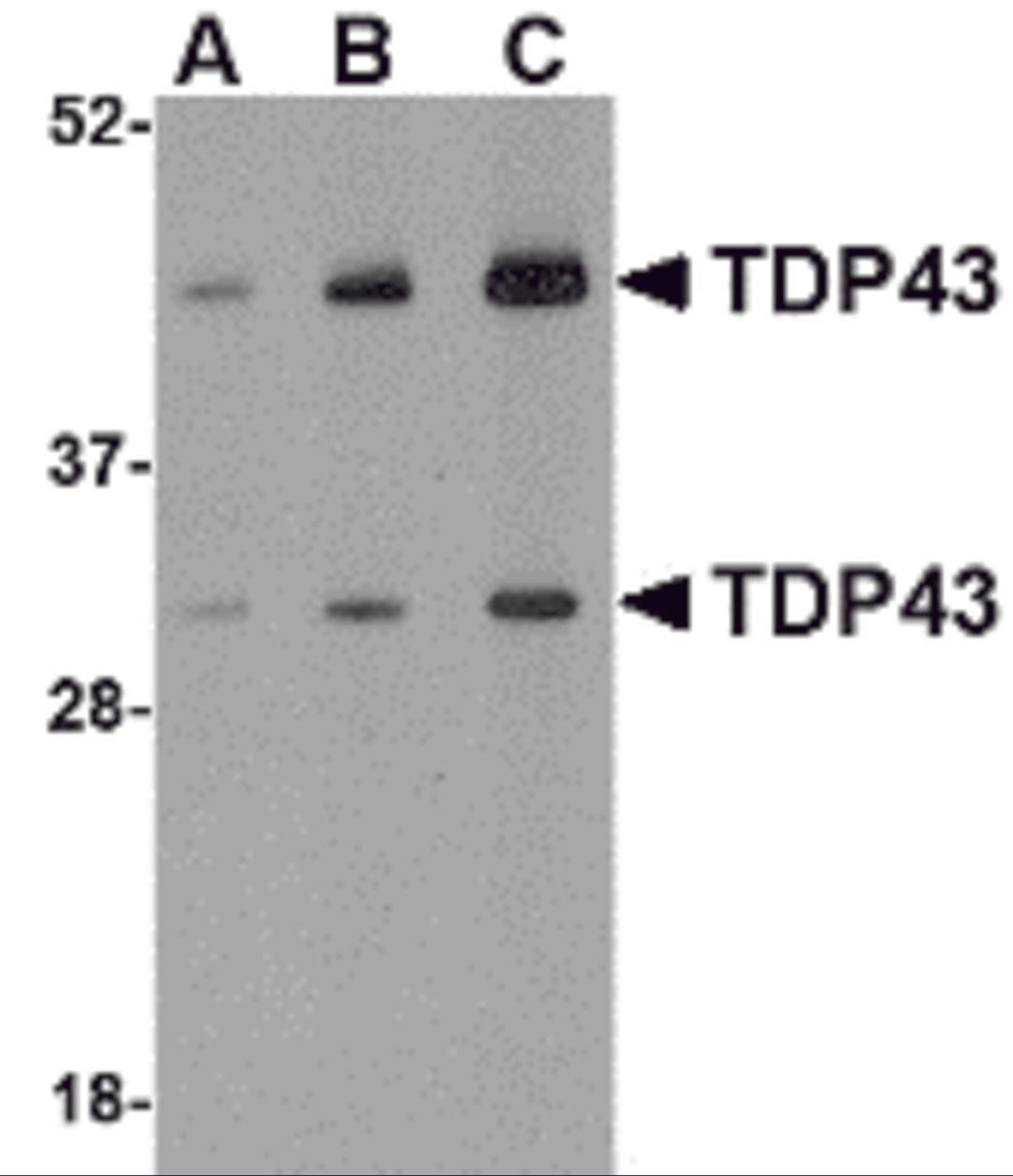 Western blot analysis of TDP43 in HeLa cell lysate with TDP43 antibody at (A) 0.5, (B) 1 and (C) 2 μg/mL.