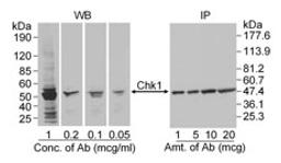 Detection of human Chk1 by western blot and immunoprecipitation.