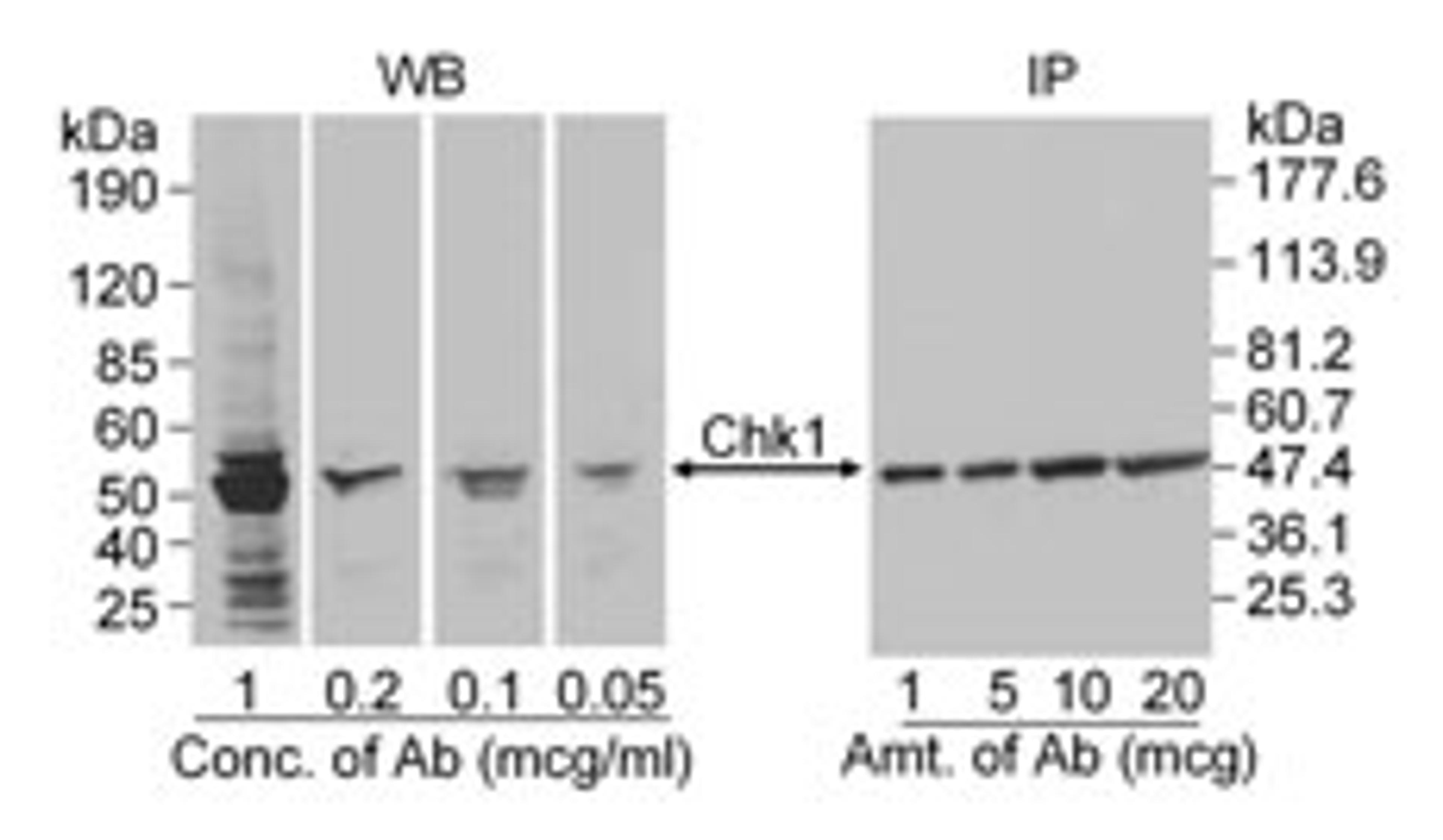 Detection of human Chk1 by western blot and immunoprecipitation.