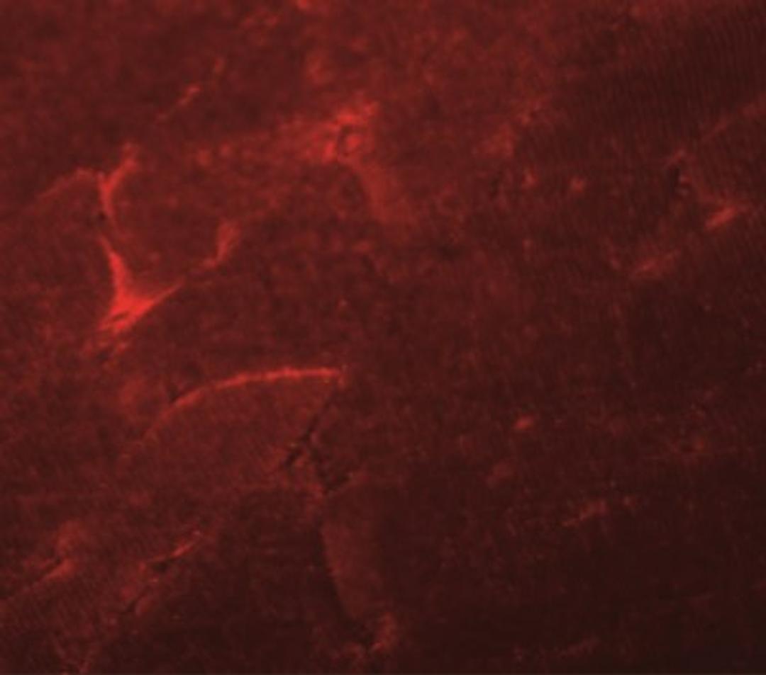 Immunocytochemistry/Immunofluorescence: ADAMTSL5 Antibody [NBP2-41120] - Immunofluorescence of ADAMTSL5 in mouse skeletal muscle tissue with ADAMTSL5 antibody at 20 ug/mL.