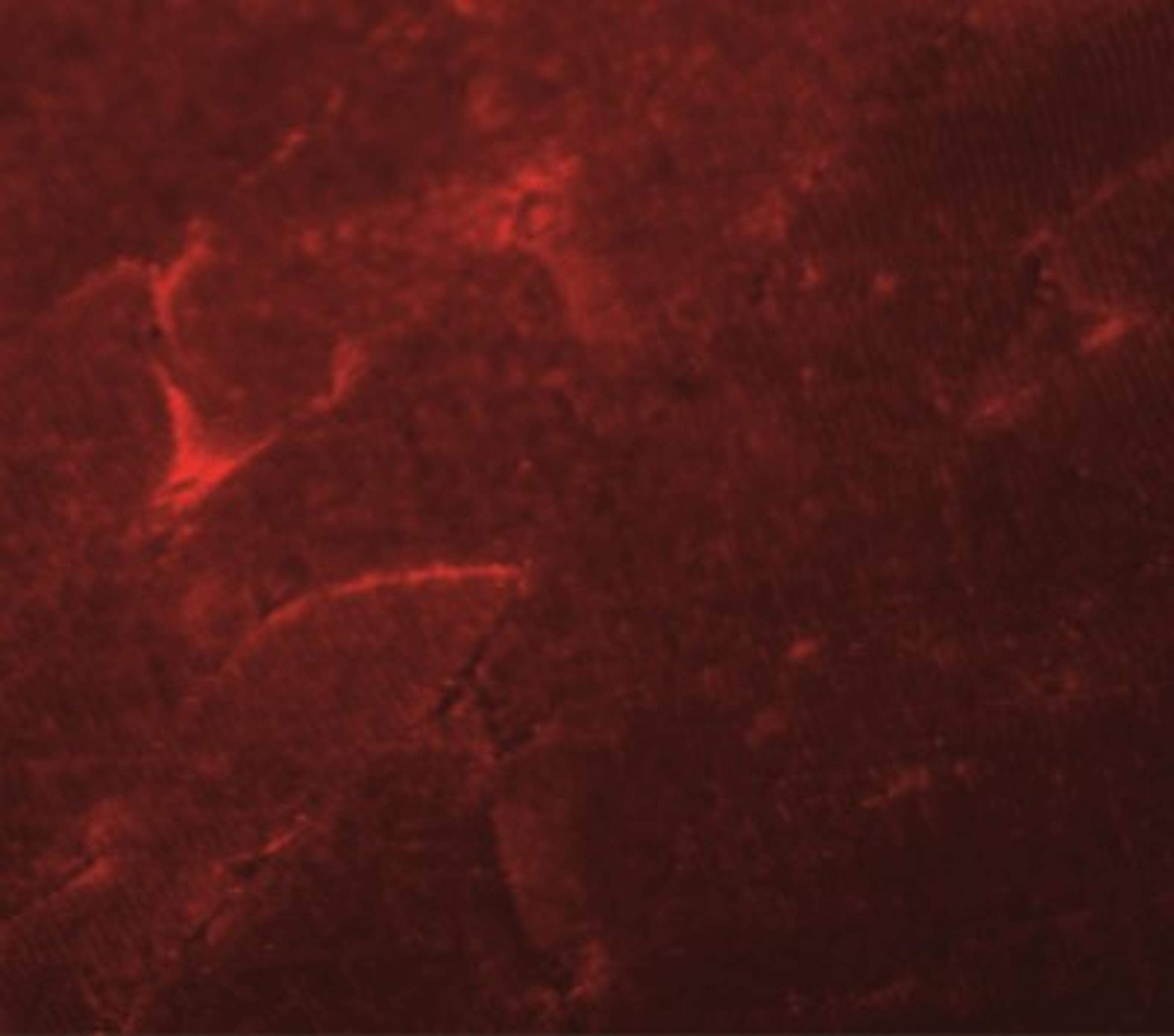 Immunocytochemistry/Immunofluorescence: ADAMTSL5 Antibody [NBP2-41120] - Immunofluorescence of ADAMTSL5 in mouse skeletal muscle tissue with ADAMTSL5 antibody at 20 ug/mL.